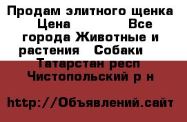 Продам элитного щенка › Цена ­ 30 000 - Все города Животные и растения » Собаки   . Татарстан респ.,Чистопольский р-н